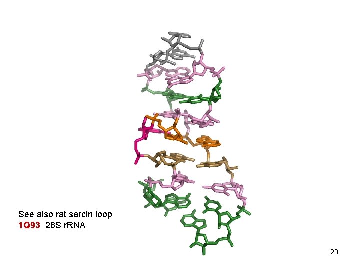 See also rat sarcin loop 1 Q 93 28 S r. RNA 20 