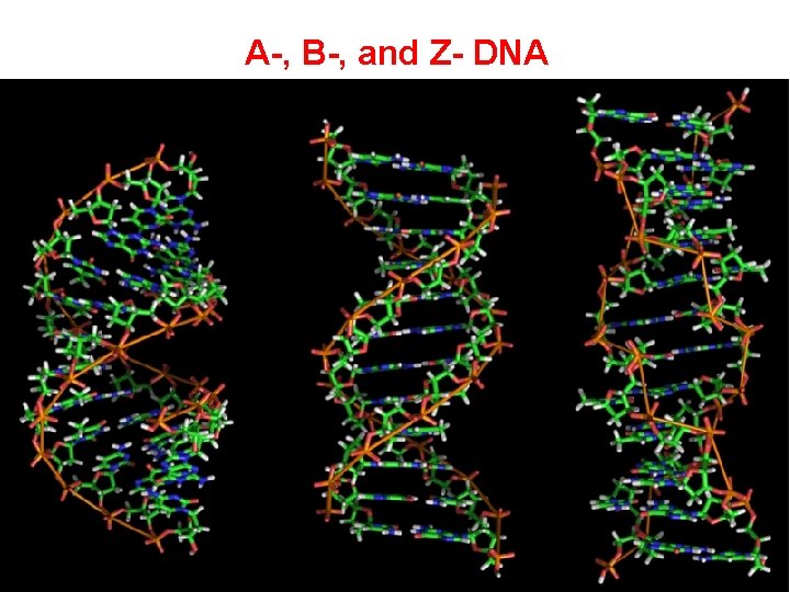 A-, B-, and Z- DNA 21 