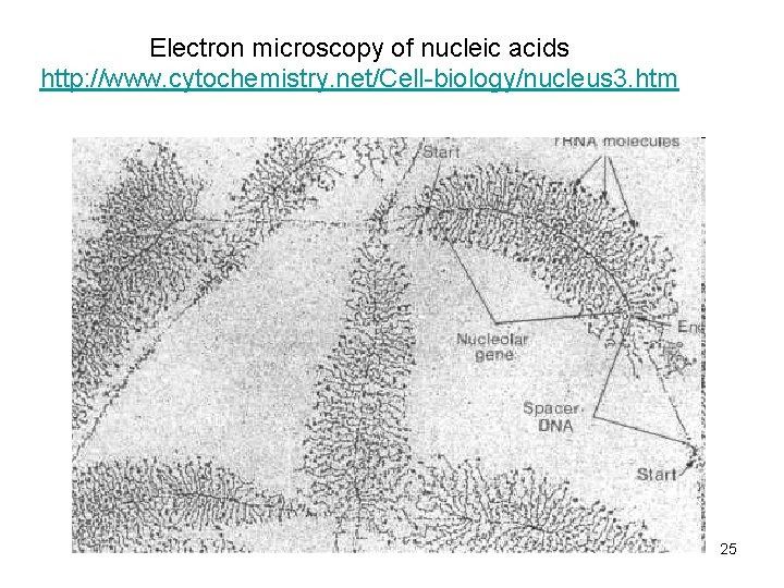 Electron microscopy of nucleic acids http: //www. cytochemistry. net/Cell-biology/nucleus 3. htm 25 