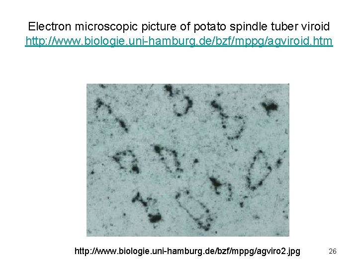 Electron microscopic picture of potato spindle tuber viroid http: //www. biologie. uni-hamburg. de/bzf/mppg/agviroid. htm
