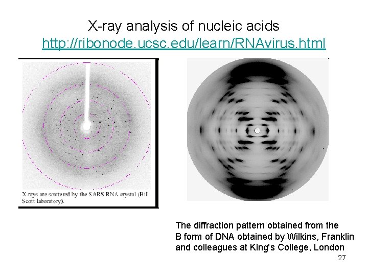 X-ray analysis of nucleic acids http: //ribonode. ucsc. edu/learn/RNAvirus. html The diffraction pattern obtained