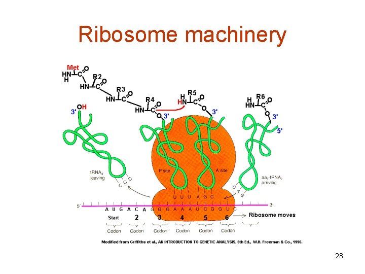 Ribosome machinery 28 