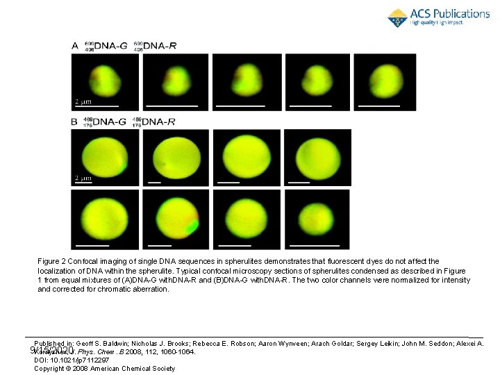 Figure 2 Confocal imaging of single DNA sequences in spherulites demonstrates that fluorescent dyes