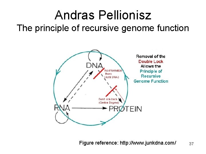 Andras Pellionisz The principle of recursive genome function Figure reference: http: //www. junkdna. com/