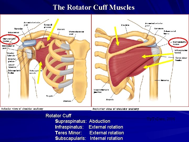 The Rotator Cuff Muscles Rotator Cuff Supraspinatus: Infraspinatus: Teres Minor: Subscapularis: Abduction External rotation