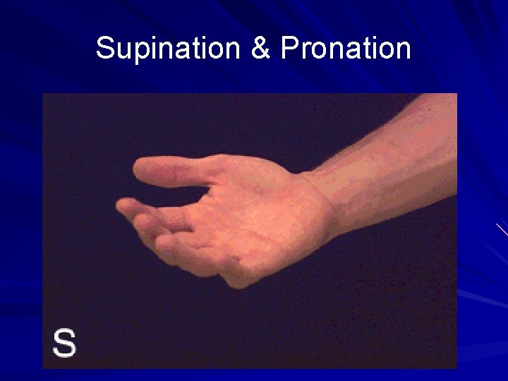 Supination & Pronation 