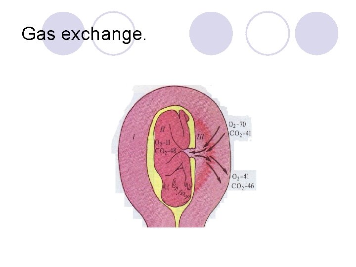 Gas exchange. 