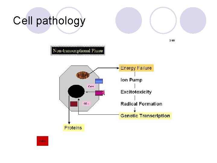 Cell pathology 