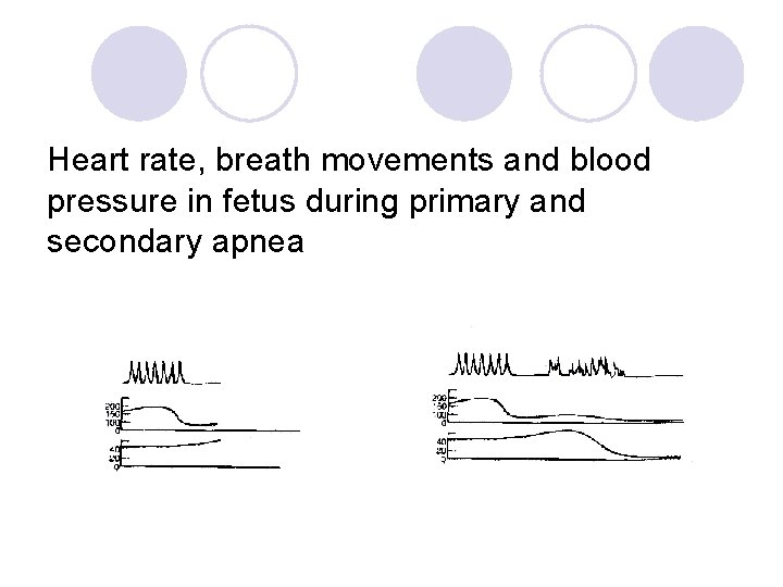 Heart rate, breath movements and blood pressure in fetus during primary and secondary apnea