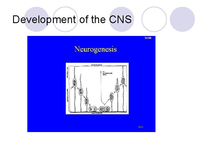 Development of the CNS 
