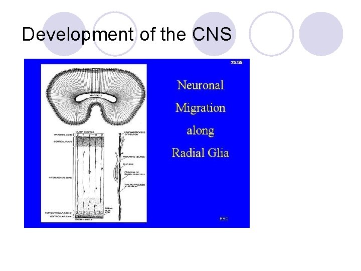 Development of the CNS 