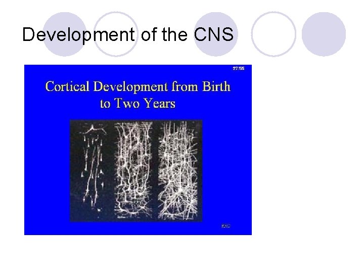 Development of the CNS 