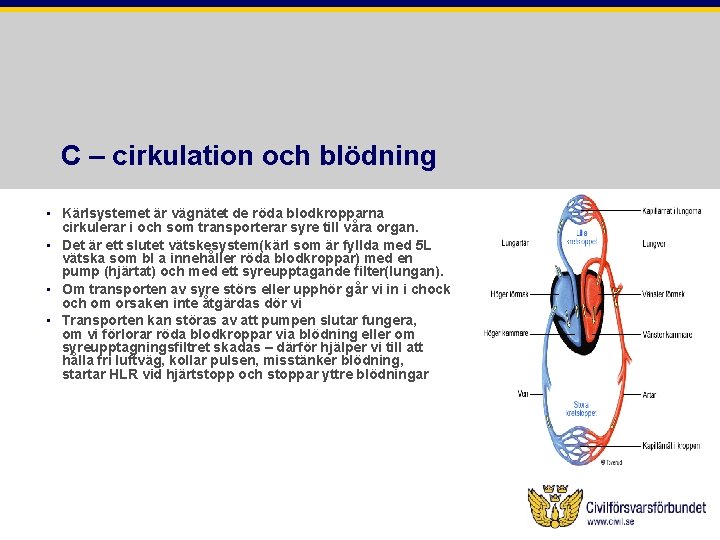 C – cirkulation och blödning • Kärlsystemet är vägnätet de röda blodkropparna cirkulerar i