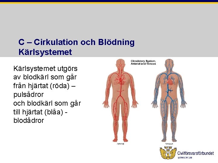 C – Cirkulation och Blödning Kärlsystemet utgörs av blodkärl som går från hjärtat (röda)