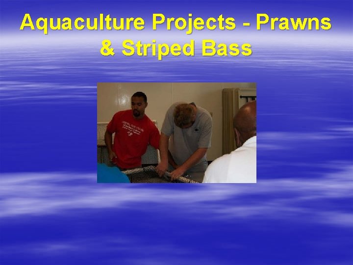 Aquaculture Projects - Prawns & Striped Bass 