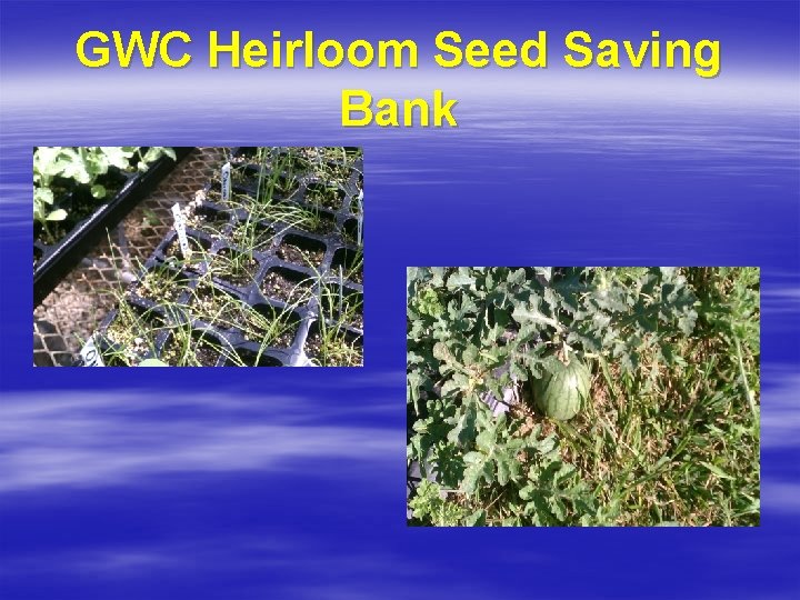 GWC Heirloom Seed Saving Bank 