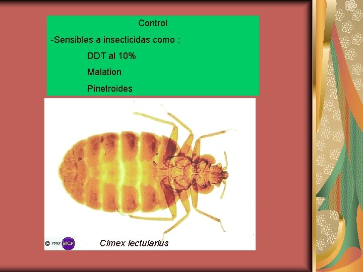 Control -Sensibles a insecticidas como : DDT al 10% Malation Pinetroides Cimex lectularius 