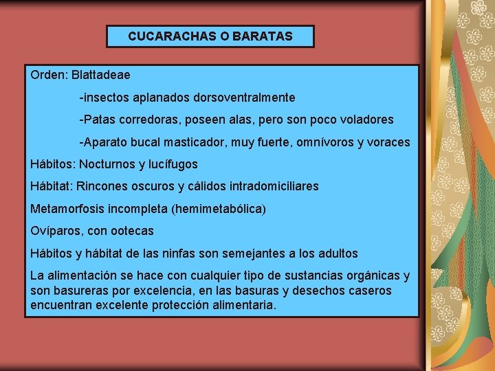 CUCARACHAS O BARATAS Orden: Blattadeae -insectos aplanados dorsoventralmente -Patas corredoras, poseen alas, pero son