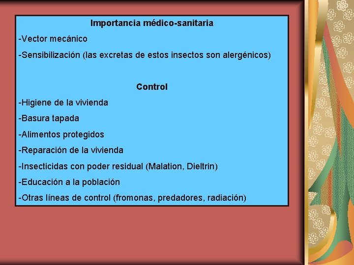 Importancia médico-sanitaria -Vector mecánico -Sensibilización (las excretas de estos insectos son alergénicos) Control -Higiene