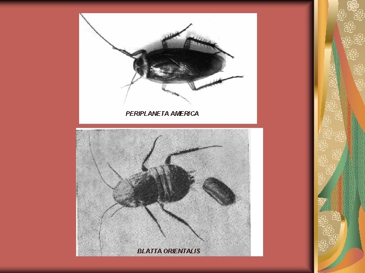 PERIPLANETA AMERICA BLATTA ORIENTALIS 