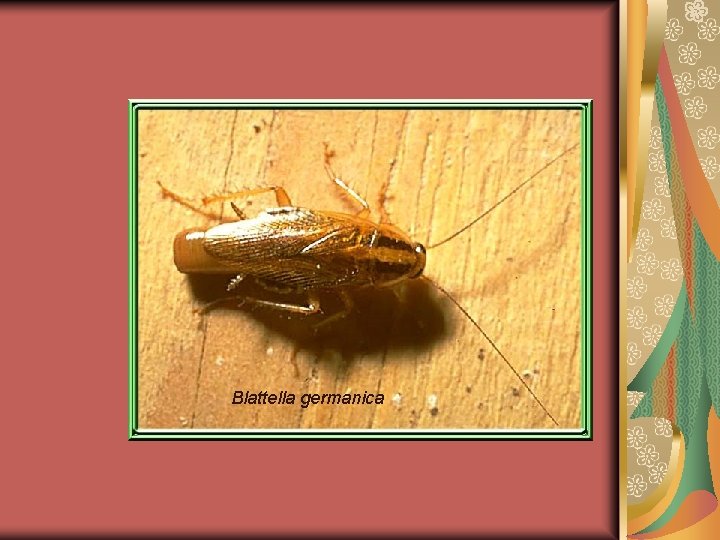 Blattella germanica 