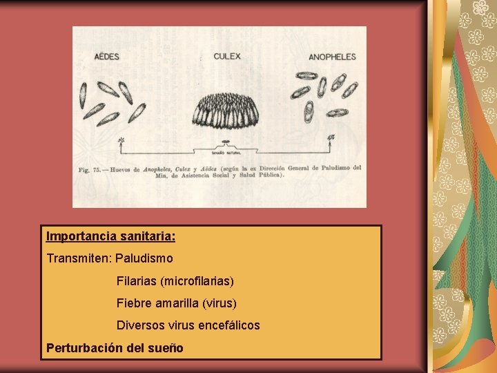 Importancia sanitaria: Transmiten: Paludismo Filarias (microfilarias) Fiebre amarilla (virus) Diversos virus encefálicos Perturbación del