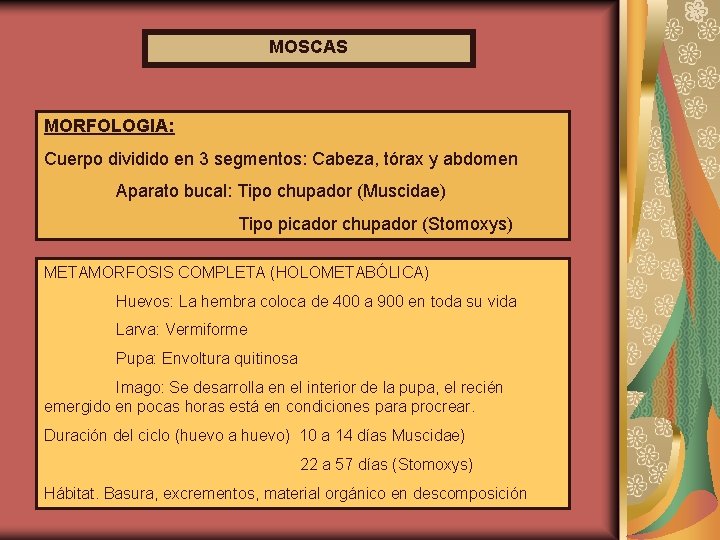MOSCAS MORFOLOGIA: Cuerpo dividido en 3 segmentos: Cabeza, tórax y abdomen Aparato bucal: Tipo