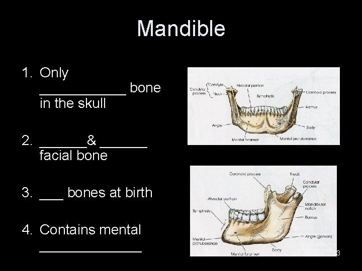 Mandible 1. Only ______ bone in the skull 2. ______& ______ facial bone 3.