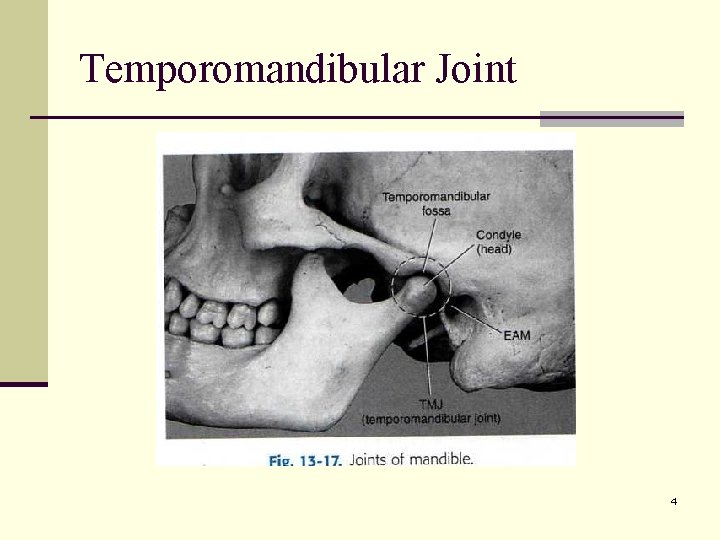 Temporomandibular Joint 4 