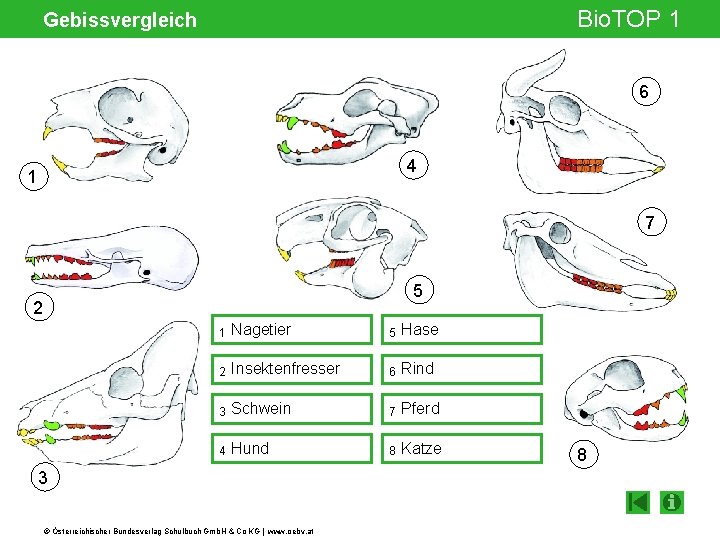 Bio. TOP 1 Gebissvergleich 6 4 1 7 Gelenksspalt 5 2 1 Nagetier 5