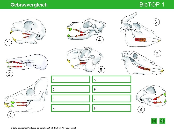 Bio. TOP 1 Gebissvergleich 6 4 1 7 Gelenksspalt 5 2 1 5 2