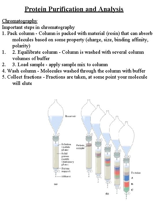 Protein Purification and Analysis Chromatography Important steps in chromatography 1. Pack column - Column