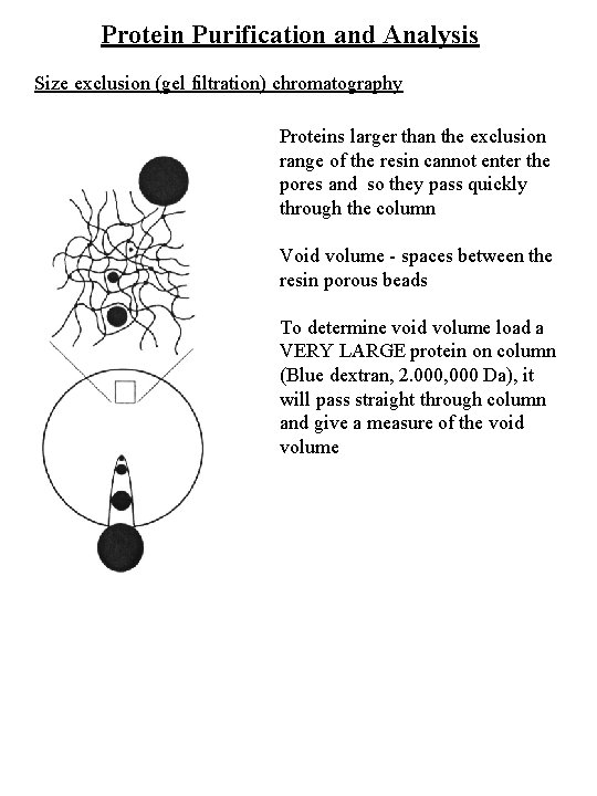 Protein Purification and Analysis Size exclusion (gel filtration) chromatography Proteins larger than the exclusion