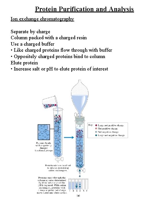 Protein Purification and Analysis Ion exchange chromatography Separate by charge Column packed with a