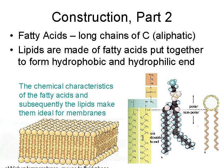 Construction, Part 2 • Fatty Acids – long chains of C (aliphatic) • Lipids