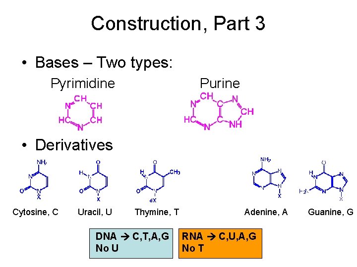 Construction, Part 3 • Bases – Two types: Pyrimidine Purine • Derivatives Cytosine, C