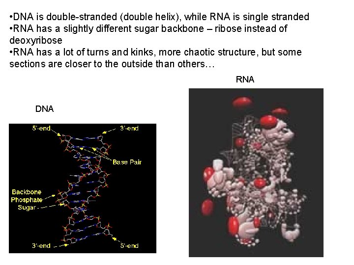  • DNA is double-stranded (double helix), while RNA is single stranded • RNA