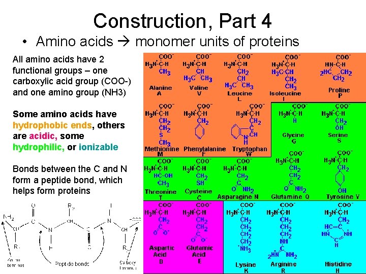 Construction, Part 4 • Amino acids monomer units of proteins All amino acids have