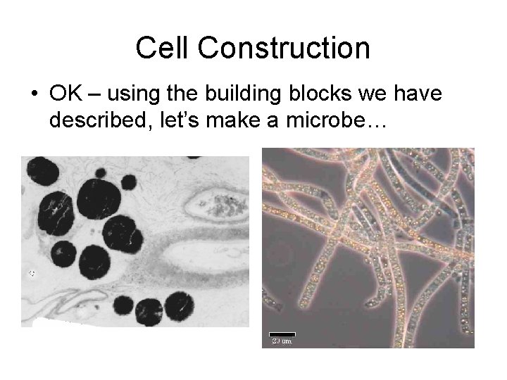 Cell Construction • OK – using the building blocks we have described, let’s make