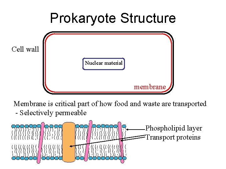 Prokaryote Structure Cell wall Nuclear material membrane Membrane is critical part of how food