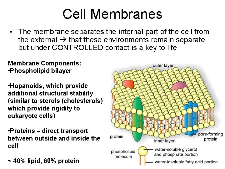 Cell Membranes • The membrane separates the internal part of the cell from the