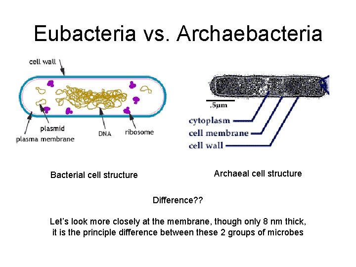 Eubacteria vs. Archaebacteria Archaeal cell structure Bacterial cell structure Difference? ? Let’s look more