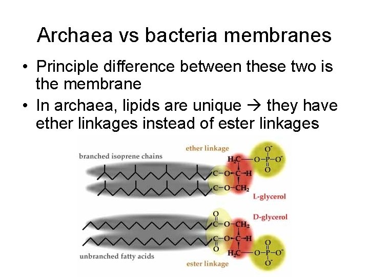 Archaea vs bacteria membranes • Principle difference between these two is the membrane •