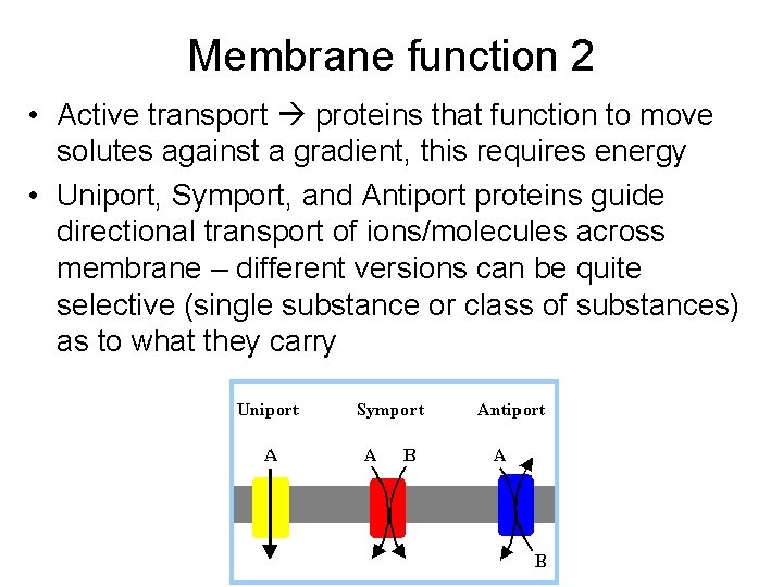 Membrane function 2 • Active transport proteins that function to move solutes against a