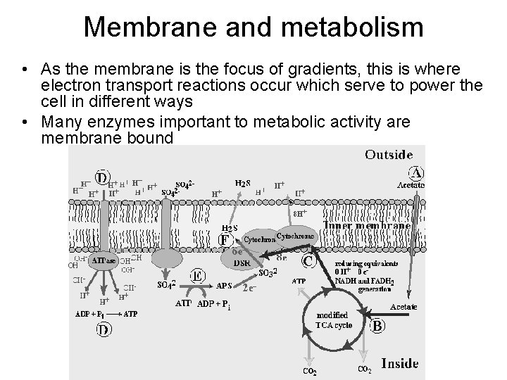 Membrane and metabolism • As the membrane is the focus of gradients, this is