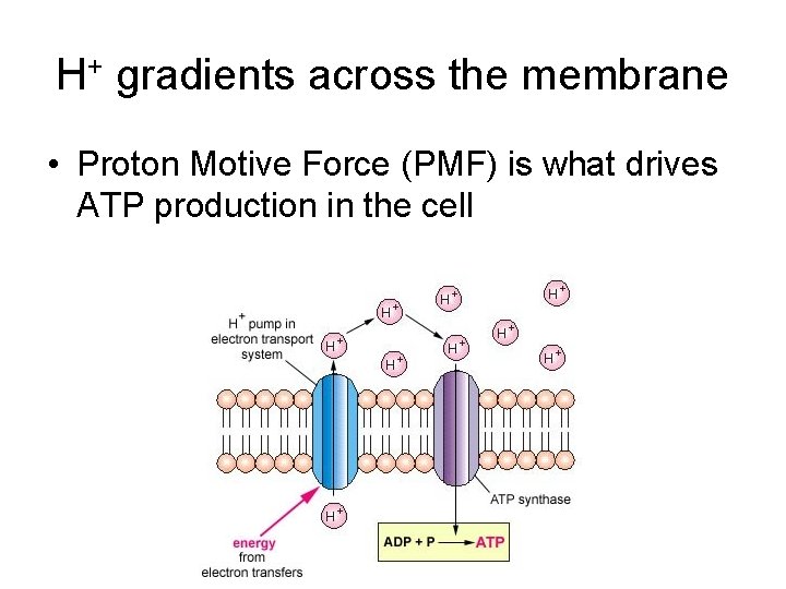 H+ gradients across the membrane • Proton Motive Force (PMF) is what drives ATP