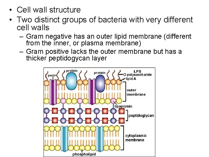  • Cell wall structure • Two distinct groups of bacteria with very different