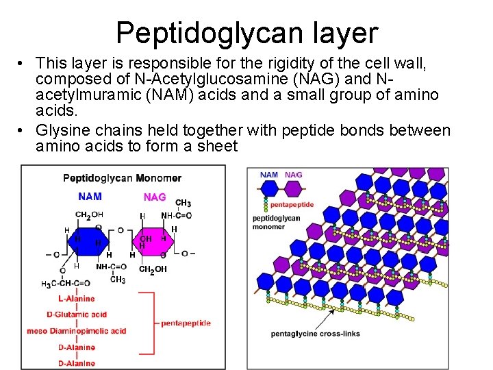 Peptidoglycan layer • This layer is responsible for the rigidity of the cell wall,