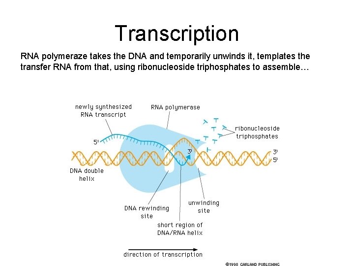 Transcription RNA polymeraze takes the DNA and temporarily unwinds it, templates the transfer RNA
