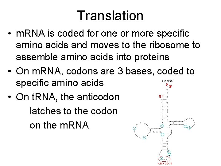 Translation • m. RNA is coded for one or more specific amino acids and